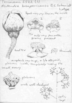 Vorschaubild Nectandra breaparinensis O.C. Schmidt